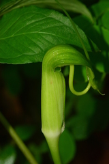 Arisaema tortuosum