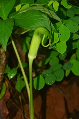 Arisaema tortuosum