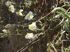 Helianthemum asperum