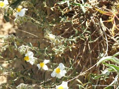 Helianthemum asperum