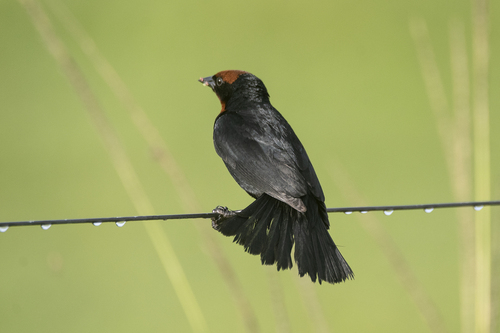 Chrysomus ruficapillus frontalis