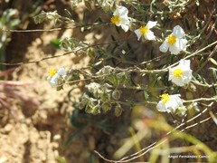 Helianthemum asperum