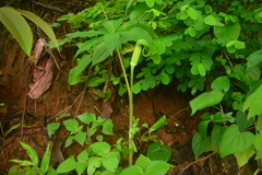 Arisaema tortuosum