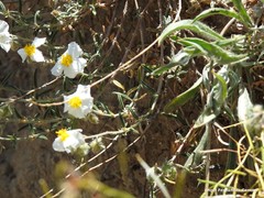 Helianthemum asperum