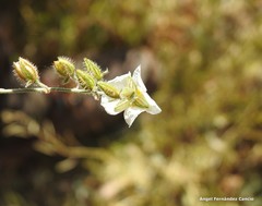 Helianthemum asperum