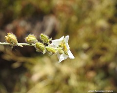 Helianthemum asperum