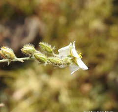 Helianthemum asperum