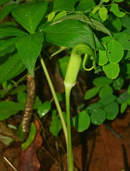 Arisaema tortuosum