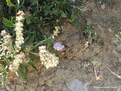 Convolvulus lineatus
