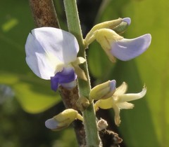 Pueraria tuberosa