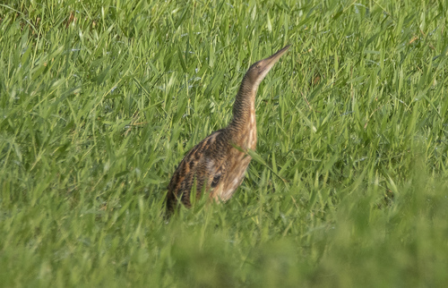Pinnated Bittern