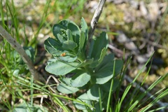 Hylotelephium telephium