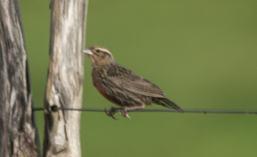 White-browed Meadowlark