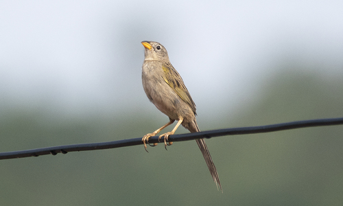 Wedge-tailed Grass-Finch