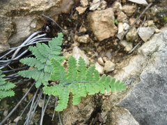 Notholaena candida