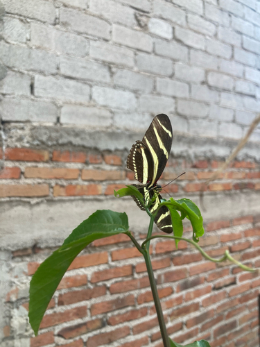 Mexican Zebra Longwing