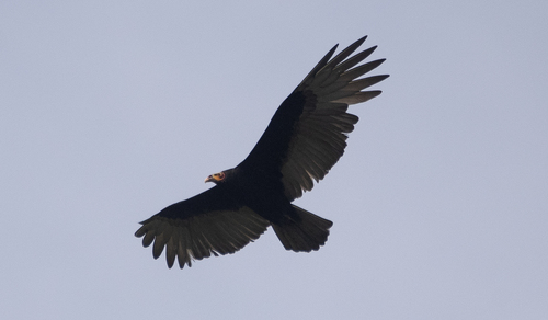 Lesser Yellow-headed Vulture