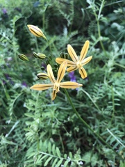 Triteleia ixioides scabra