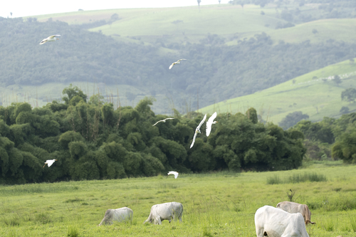 Western Cattle-Egret