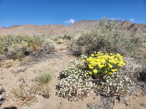 Malacothrix glabrata, 2026-05-24