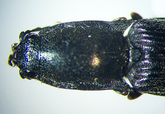 Corymbitodes elongaticollis