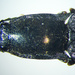 Corymbitodes elongaticollis - Photo (c) Ludo Leclerc, osa oikeuksista pidätetään (CC BY-NC), lähettänyt Ludo Leclerc
