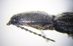 Corymbitodes elongaticollis