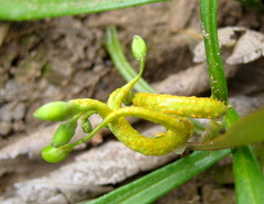 Puccinia mariae-wilsoniae