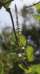 Pueraria tuberosa