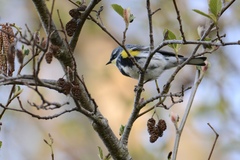 Setophaga coronata coronata × auduboni