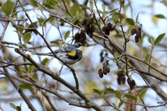 Setophaga coronata coronata × auduboni