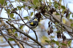 Setophaga coronata coronata × auduboni