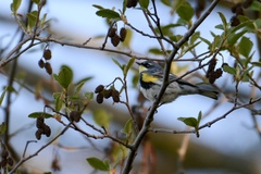 Setophaga coronata coronata × auduboni
