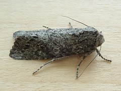 Egira curialis curialis