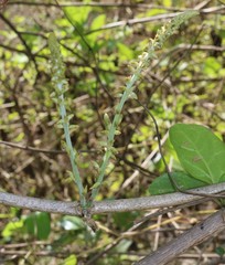 Pueraria tuberosa