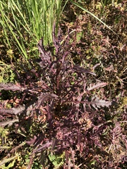 Caulanthus lasiophyllus