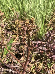 Caulanthus lasiophyllus