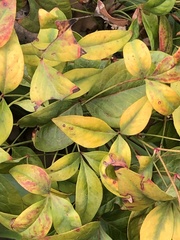 Pseudocercospora nandinae