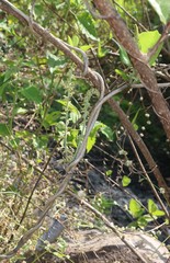 Pueraria tuberosa