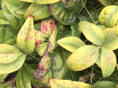 Pseudocercospora nandinae
