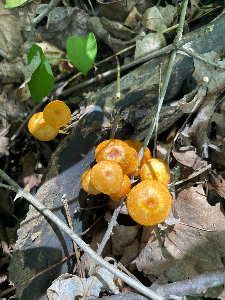 orange mycena · May 2026 · photo: Photo: (c) Daniel J. Layton, some rights reserved (CC BY) · iNaturalist