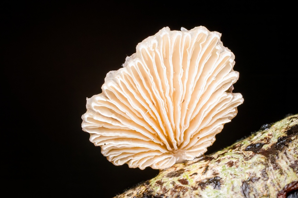 splitgill mushroom · May 2026 · photo: Photo: (c) Heatherelle, some rights reserved (CC BY) · iNaturalist