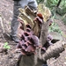 Kulak mantarı (Auricularia auricula-judae)