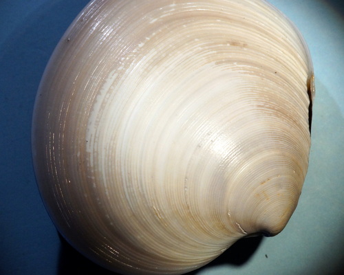 Dosinia discus