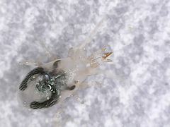 Mesostigmata