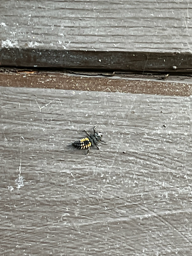 Asian Lady Beetle