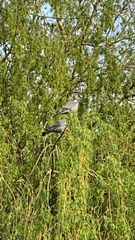 Columba palumbus