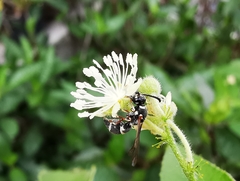 Parancistrocerus minimoferus
