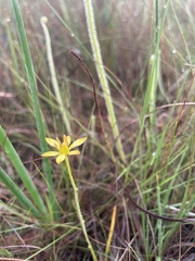 Harperocallis flava