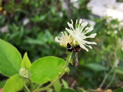 Parancistrocerus minimoferus